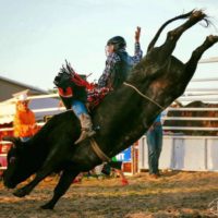 bull riding